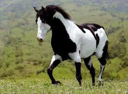 Paint horse